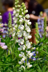 Close-up of white Lupinus albus in the garden. White flowers in bloom in the rural. Flower and plant.
