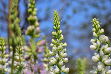 Close-up of white Lupinus albus in the garden. White flowers in bloom in the rural. Flower and plant.