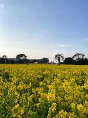 渥美半島 菜の花まつり