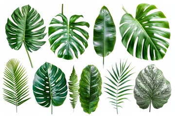 White background with tropical leaves.