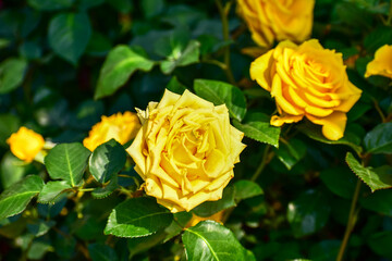Close-up of yellow rose in the garden with sunlight on it. Yellow rosa with green leaves in the afternoon in rural. Flower and plant.