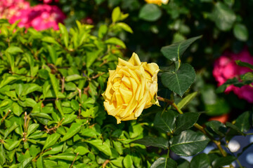 Close-up of yellow rose in the garden with sunlight on it. Yellow rosa with green leaves in the afternoon in rural. Flower and plant.