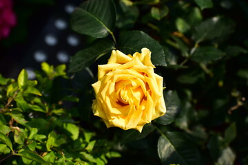 Close-up of yellow rose in the garden with sunlight on it. Yellow rosa with green leaves in the afternoon in rural. Flower and plant.