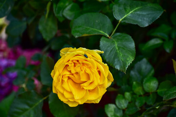 Close-up of yellow rose in the garden with sunlight on it. Yellow rosa with green leaves in the afternoon in rural. Flower and plant.