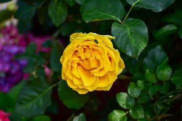 Close-up of yellow rose in the garden with sunlight on it. Yellow rosa with green leaves in the afternoon in rural. Flower and plant.