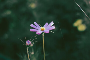 Close-up of Sulfur cosmo blooming in field, Full frame shot of Sulfur cosmo in park, inspiration...
