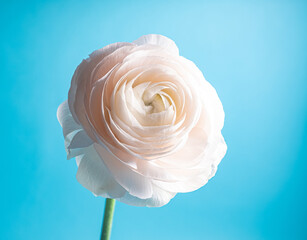 luxurious light pastel flower ranunculus on a soft blue background. Extreme Flower Closeup. full...
