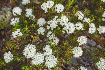 White fragrant rosemary flowers in the tundra - 748826074