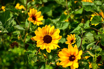 Fototapeta premium Sunflowers with green grass in the garden. Yellow sunflowers in the rural with sunlight. Flower and plant.
