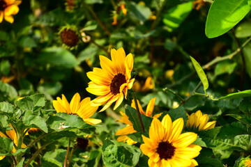 Sunflowers with green grass in the garden. Yellow sunflowers in the rural with sunlight. Flower and plant.