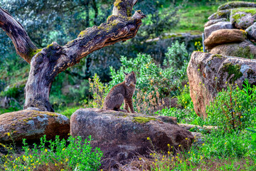 Iberian lynx in the Sierra de Andujar, Spain.