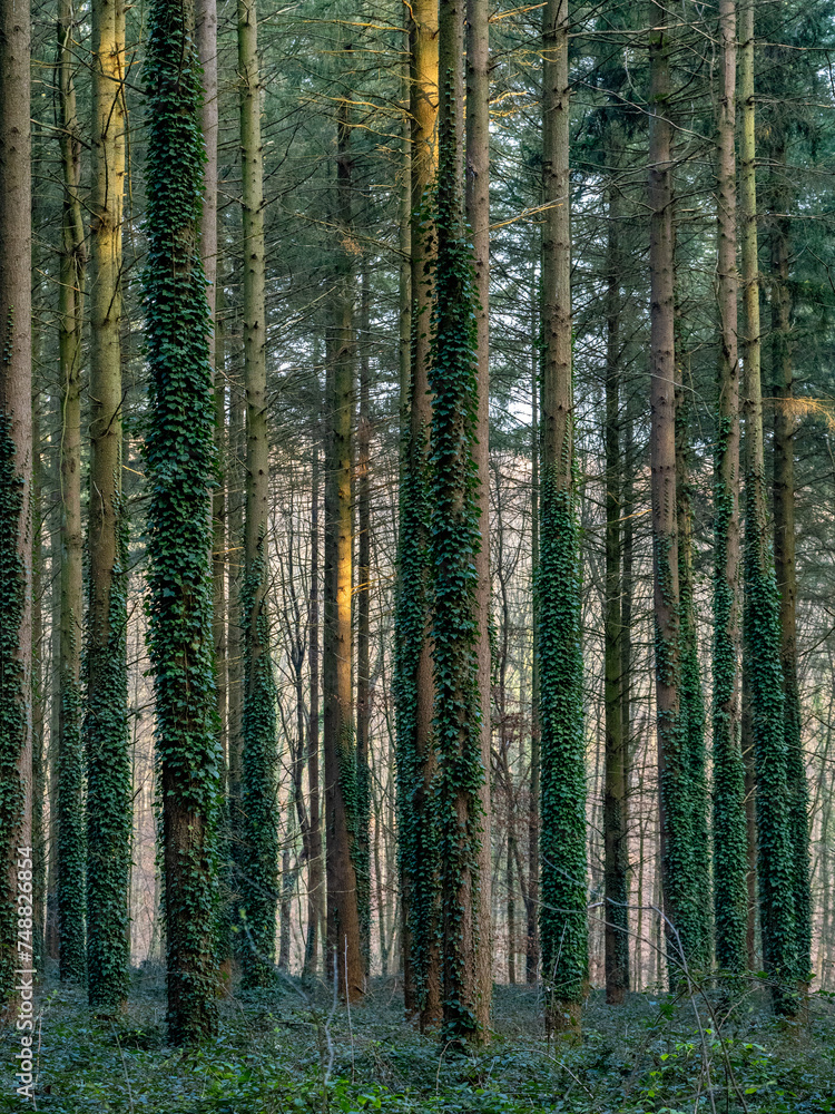 Canvas Prints Bäume im Mischwald