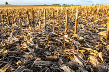Champ de maïs après récolte ensilage. Tiges de mais et feuilles restant sur le sol avant broyage...