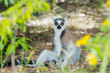 ring-tailed gray lemur in natural environment Madagascar.