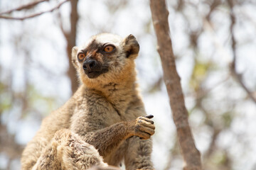 Naklejka premium Cute brown lemur (Eulemur fulvus) with orange eyes.