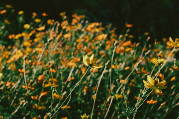  Cosmos sulphureus is also known as sulfur cosmos and yellow cosmos. Beautiful flower with orange...