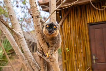 Common brown lemur (Eulemur fulvus) with orange eyes.