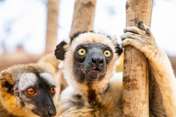 Sifaka lemur (Propithecus verreauxi), Madagascar nature