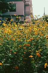  Cosmos sulphureus is also known as sulfur cosmos and yellow cosmos. Beautiful flower with orange...