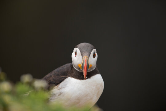 Cute Puffin looking directly at camera with dark background