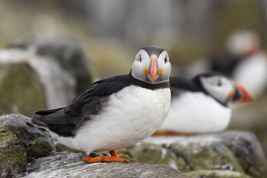 Cute Puffin looking straight into camera