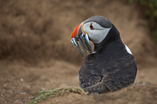 Cute Puffin with sand eels looking over its shoulder