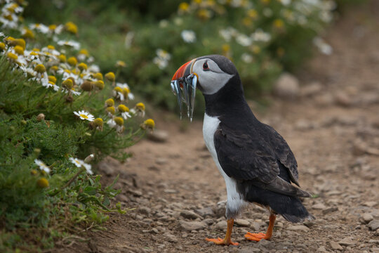Cute Puffin with sand eels walking to daisies