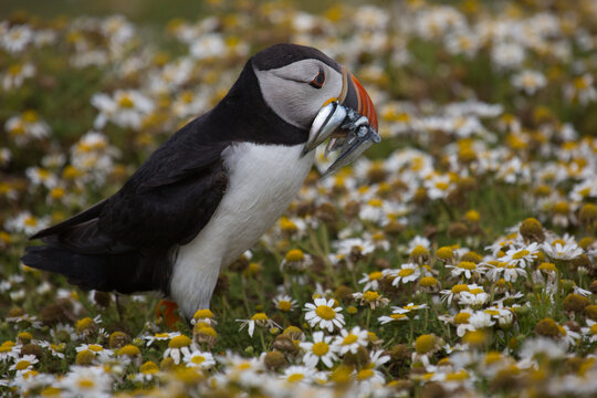Cute Puffin loving gift against a field of daisies. Bond affirmation between a puffin pair
