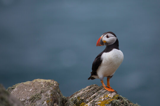 Cute Puffin off centre against blue background