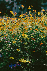  Cosmos sulphureus is also known as sulfur cosmos and yellow cosmos. Beautiful flower with orange...