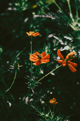  Cosmos sulphureus is also known as sulfur cosmos and yellow cosmos. Beautiful flower with orange...