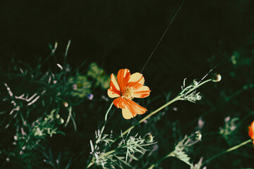  Cosmos sulphureus is also known as sulfur cosmos and yellow cosmos. Beautiful flower with orange...