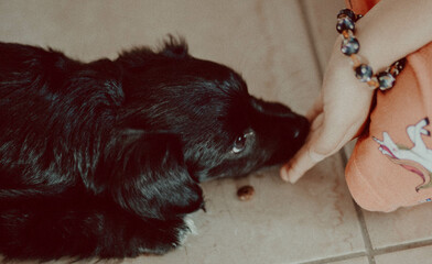 Young girl feeding her dog