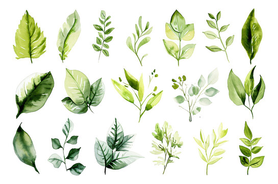 Various leaves are depicted in watercolor in a particular style.