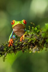 red eyed tree frog