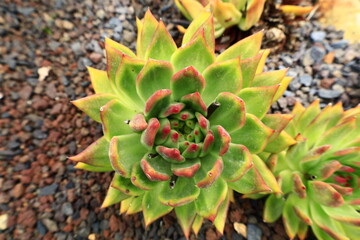 The Exotic Garden of Roscoff is a botanical garden located in Roscoff, Finistère, in the region of Brittany