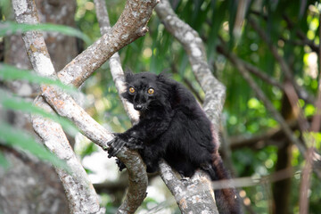 black lemur (Eulemur Coronatus), endemic animal