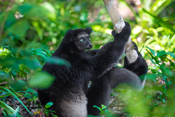 Lemur Indri indri, babakoto largest lemur from Madagascar
