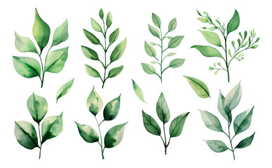 Watercolor leaves and branches in springtime isolated.