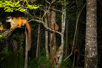 Lemur mischiefs on veranda bungalow and waits for food