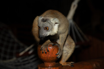 Lemur mischiefs on veranda bungalow and waits for food