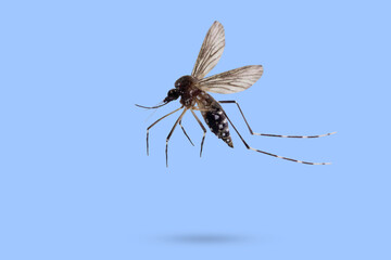 Flying mosquito isolated on blue background