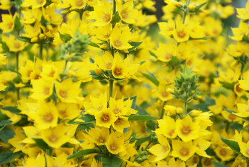 A bunch of large yellow loosestrifes flowers