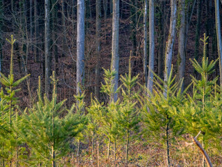Wiederaufforstung im Mischwald durch anpflanzen junger Bäume