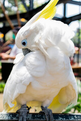 A close up photo of a beautiful yellow-crested cockatoo sitting on the branch of a tree at Lembang...