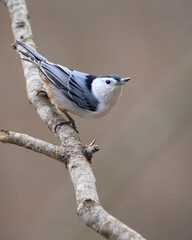 white breasted nuthatch perched on branch