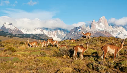 Photo sur Plexiglas Fitz Roy iconic patagonia landscape- fitz roy mountains with llama or alpaca in foreground