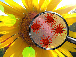 Magnifying lens with simulated allergen, germs, seasonal allergies concept. Sunflowers with pollen...