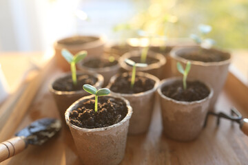 Outdoor gardening preparation small sprout growing plant in paper pots sustainability life style