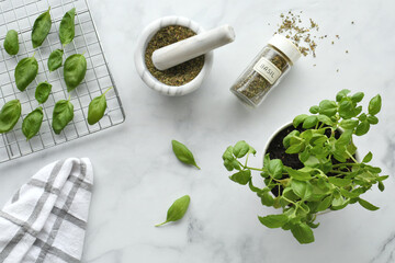 Picking basil herb leaves to dry on a rack then grind in mortar and pestle for dried herbal...